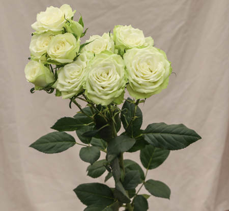 ROSE BR. MINT TEA 50